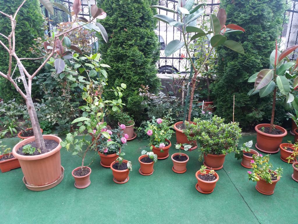 Casa Ariana Hotel Árgyasudvarhely Kültér fotó